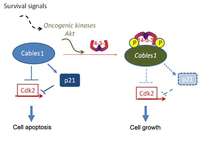 石智课题组在《Cancer Research》和《Oncogene》报道抑癌蛋白Cables1新的功能及其调控机制