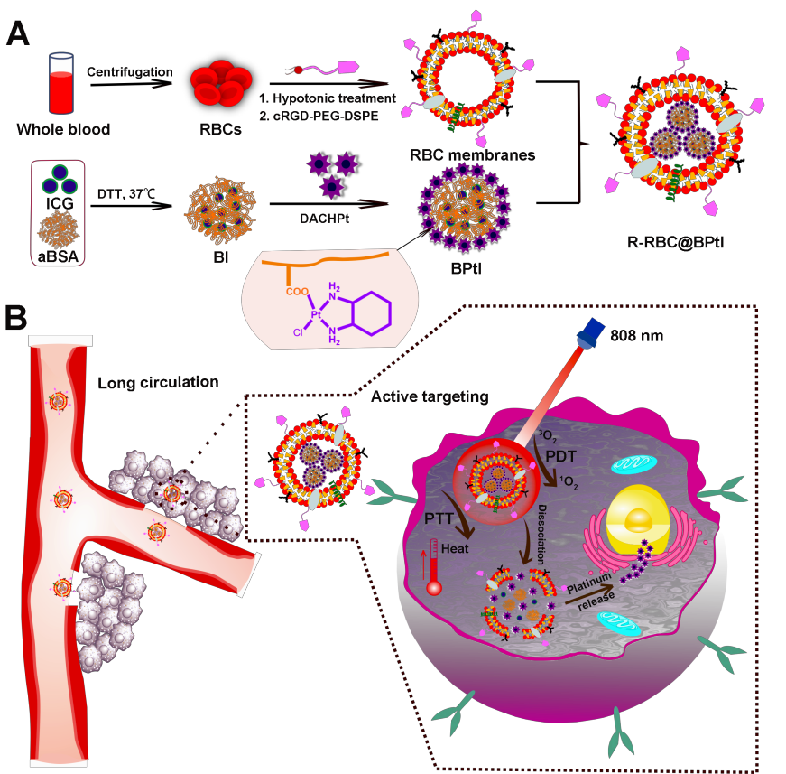 薛巍教授课题组在《Small》发表肿瘤靶向化疗与光疗联合治疗的红细胞膜伪装纳米载体研究成果